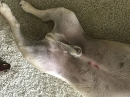 Belly and Back Leg Skin has Dark Spots / Irritations
