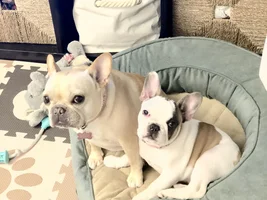 Help! My frenchie is acting aggressive :(