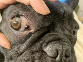 Black spot on third eyelid??