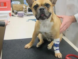 Please Say a Prayer for my Grandpuppy Napoleon