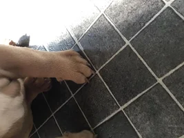 Any advice on pups inward facing paws.