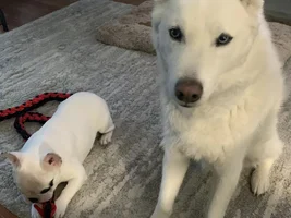 Introducing Ada