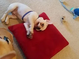 4 PAW MEMBERS!!! Please vote for your favorite Happy Frenchies!