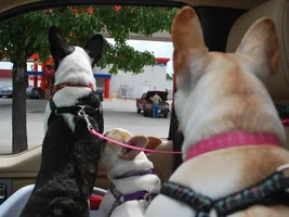 Frenchie Poll:  How Does Your Frenchie Ride in the Car?