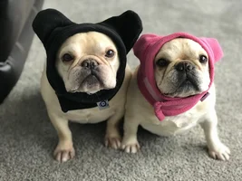 4 PAW MEMBERS!!!!   Please vote for your favorite FRENCHIE FACES!