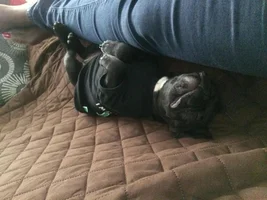 ~ENTER HERE~ August 2016 Frenchie of the Month ~ SLEEPY FRENCHIES