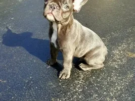Hi! Bleu is in the house!