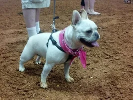 Bulldog race!!!