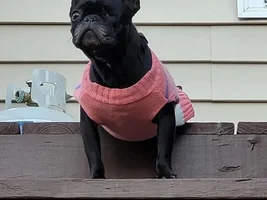 ~Lily~French Bulldog Available for Adoption in Indiana