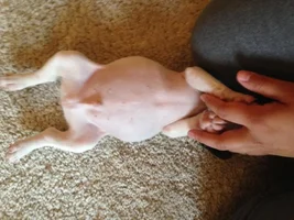 Pink body *picture inside*