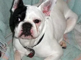 ~Cheif~French Bulldog Available for Adoption in Florida