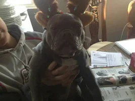 Reindeer ears