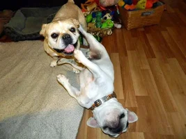 Wrestle Buddies