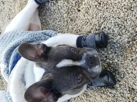 Blue Brindle color feedback