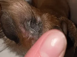 weird dirt build up inside frenchie paws? Need help urgent!
