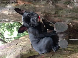May 2014 ~ Frenchie of the Month Contest ~ENTER HERE~