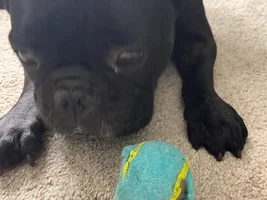 What are your favorite French Bulldog Toys on Amazon?