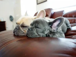 Snuggle buddies