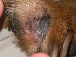 weird dirt build up inside frenchie paws? Need help urgent!
