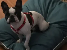 4 PAW MEMBERS!!! Please VOTE for your favorite Sleepy Frenchies!