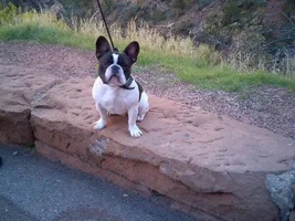 November 2013 Frenchie of the Month Contest ~ENTER HERE~