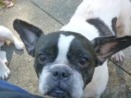 ~Dulce~French Bulldog Available for Adoption in New England