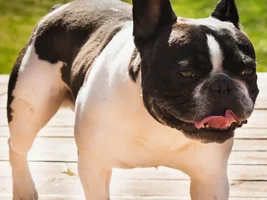 ~ENTER HERE~ *SMILING FRENCHIES* April Frenchie of the Month!