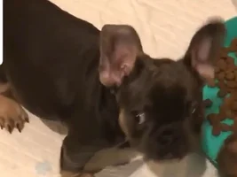 Puppies ears