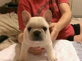 Let's post some puppy pictures!!