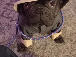 📷 Please submit a photo for the French Bulldog News Header & Logo!