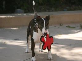 Help - drooping ears!