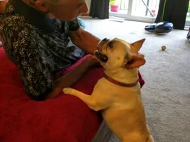 ~ENTER HERE~ Father's Day Frenchie of the Month Contest!