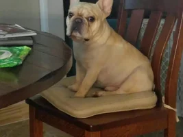 ~ENTER HERE~ November Frenchie of the Month "TURKEY LEG" Contest