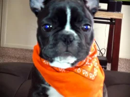 January 2014 Frenchie of the Month Contest ~ENTER HERE~