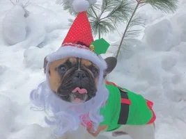 December 2014 Frenchie of the Month Contest ~ ENTER HERE ~