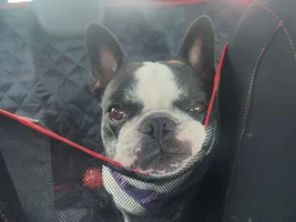 Help Cloe to walk again!