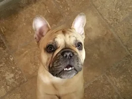4 PAW MEMBERS!!!  Please VOTE for your favorite Smiling Frenchies!