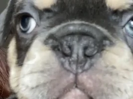 Trying to decide on a puppy.