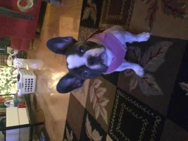Painting your nails with a French Bulldog...