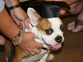 Bunny or bulldog?