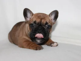 Tongue
