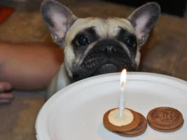 Baby Bisou isn't a baby anymore...