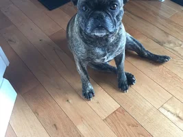 4 PAW MEMBERS!!!  Please VOTE for your favorite Smiling Frenchies!