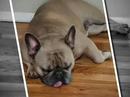 ~ENTER HERE~ February Frenchie of the Month Contest - Be My Frenchie-tine!