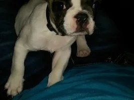 New to the frenchie game! Everyone, meet Doug! :)