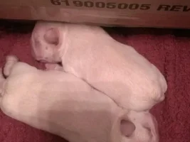 Let's post some puppy pictures!!