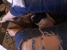 Painting your nails with a French Bulldog...