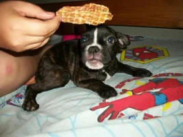 Frenchie or Boston?