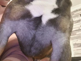 8 month old puppy issues.