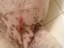 Reaction to spay sutures